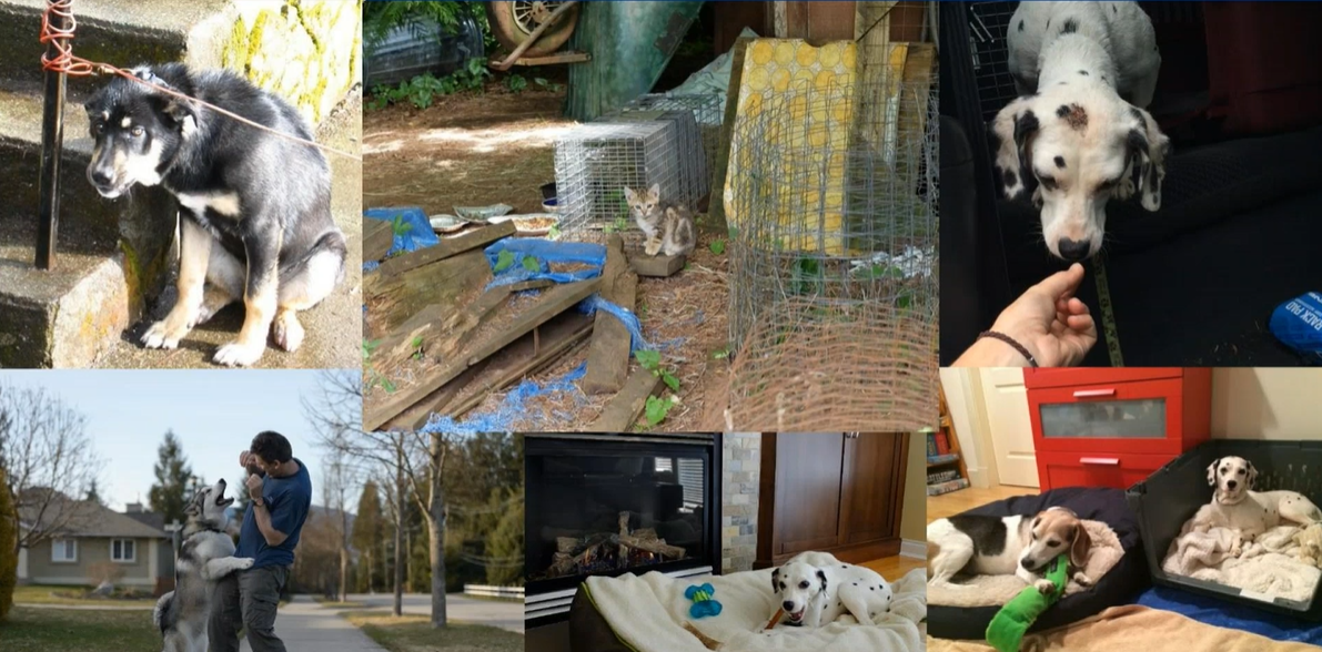 Making NonProfit Housing PetFriendly NonProfit Housing Education Event BC NonProfit Making NonProfit Housing PetFriendly NonProfit Housing Education Event BC NonProfit