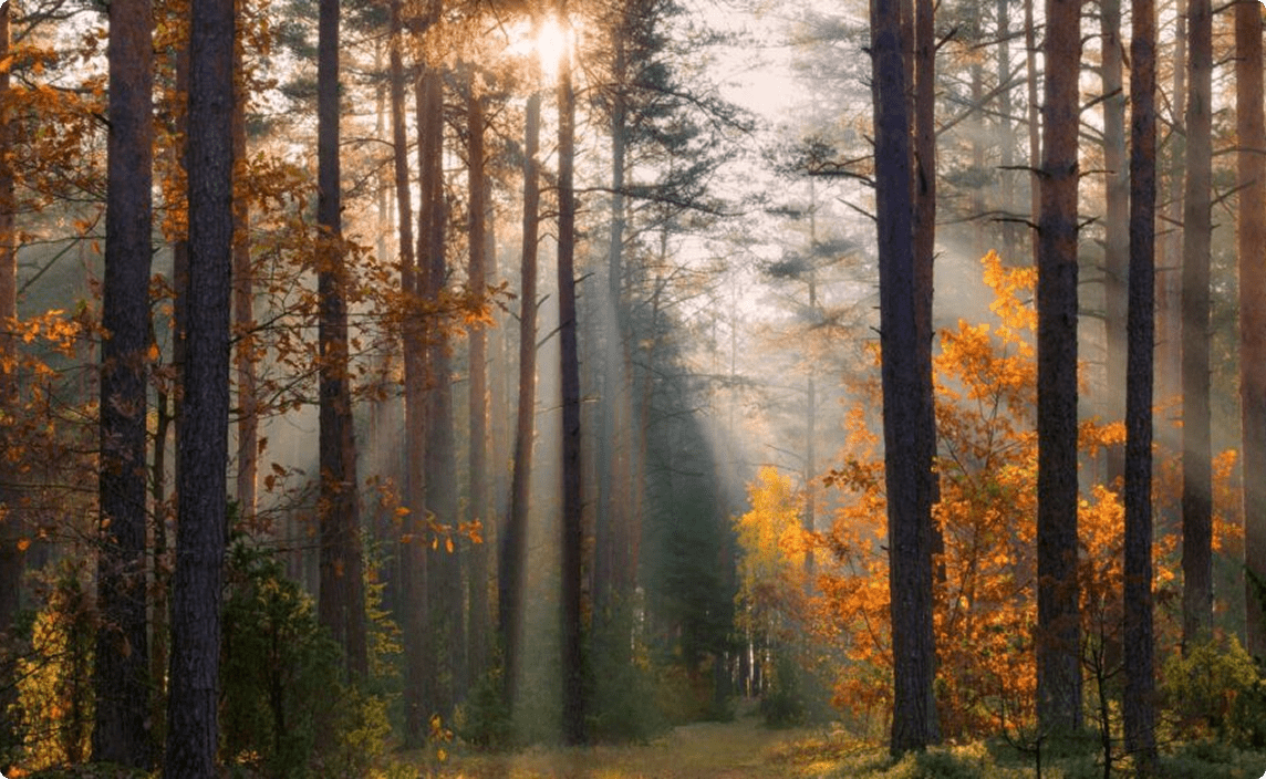 The sun shines through a copse, leaves yellow, it is late fall.