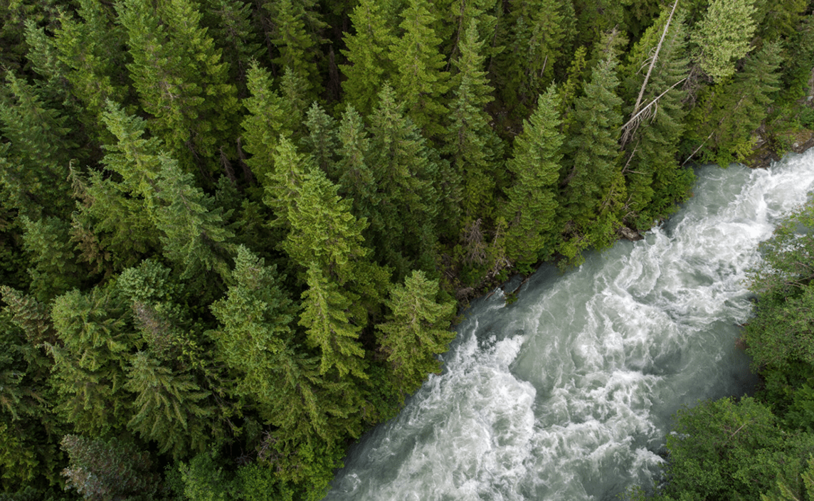 An arial photograph of a coniferous forest and a rushing river.